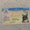 Western-Australia-Driver-License-Template